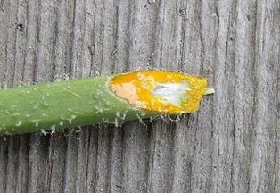 Advantages and disadvantages of removing warts with celandine juice