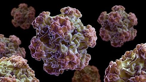 Human papilloma viruses
