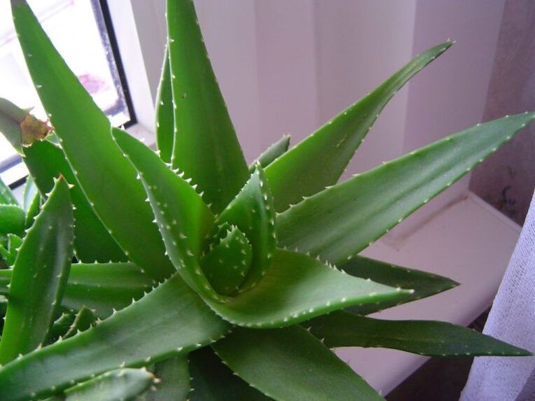 Aloe and Kalanchoe against warts