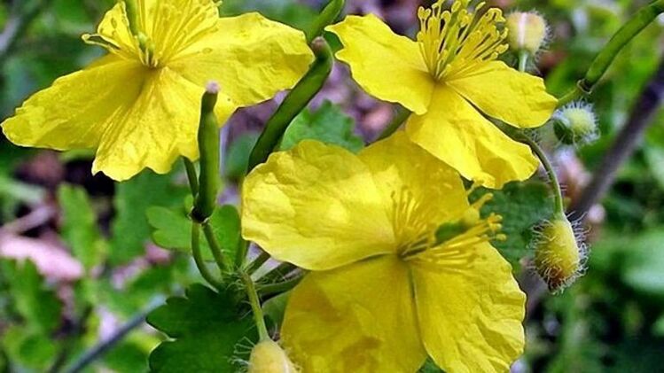 Celandine against warts